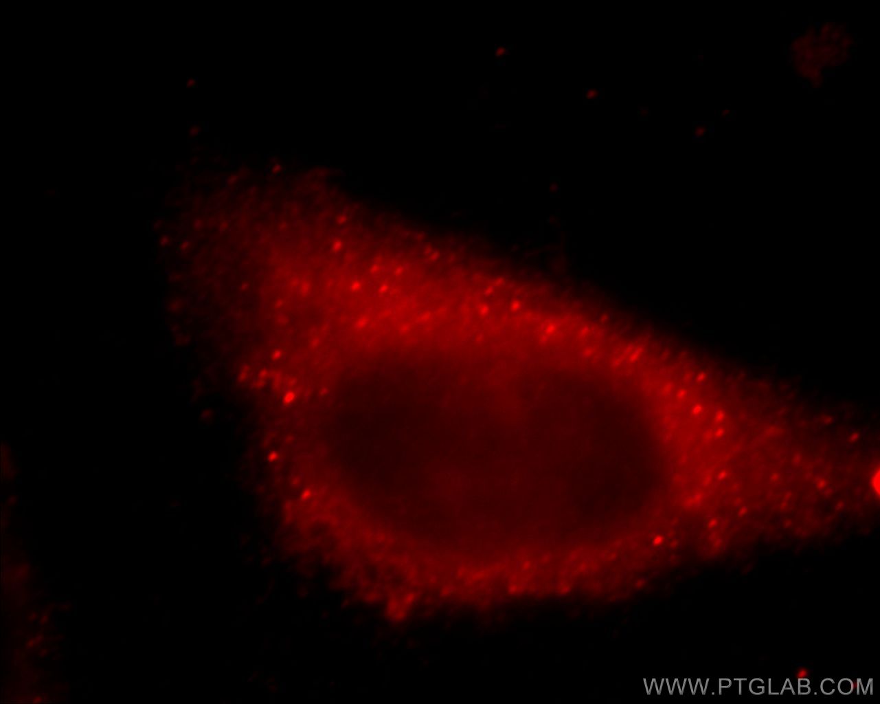 Immunofluorescence (IF) / fluorescent staining of HepG2 cells using LAYN Polyclonal antibody (20535-1-AP)