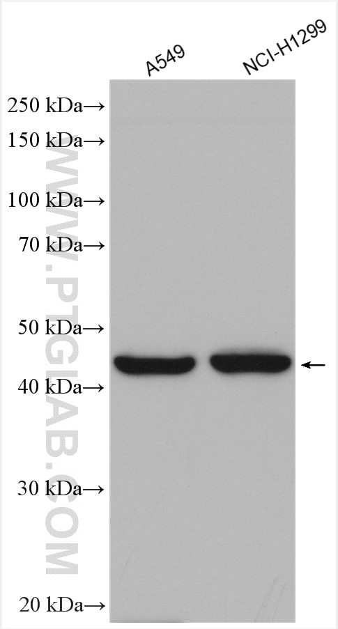Western Blot (WB) analysis of various lysates using LAYN Polyclonal antibody (20535-1-AP)