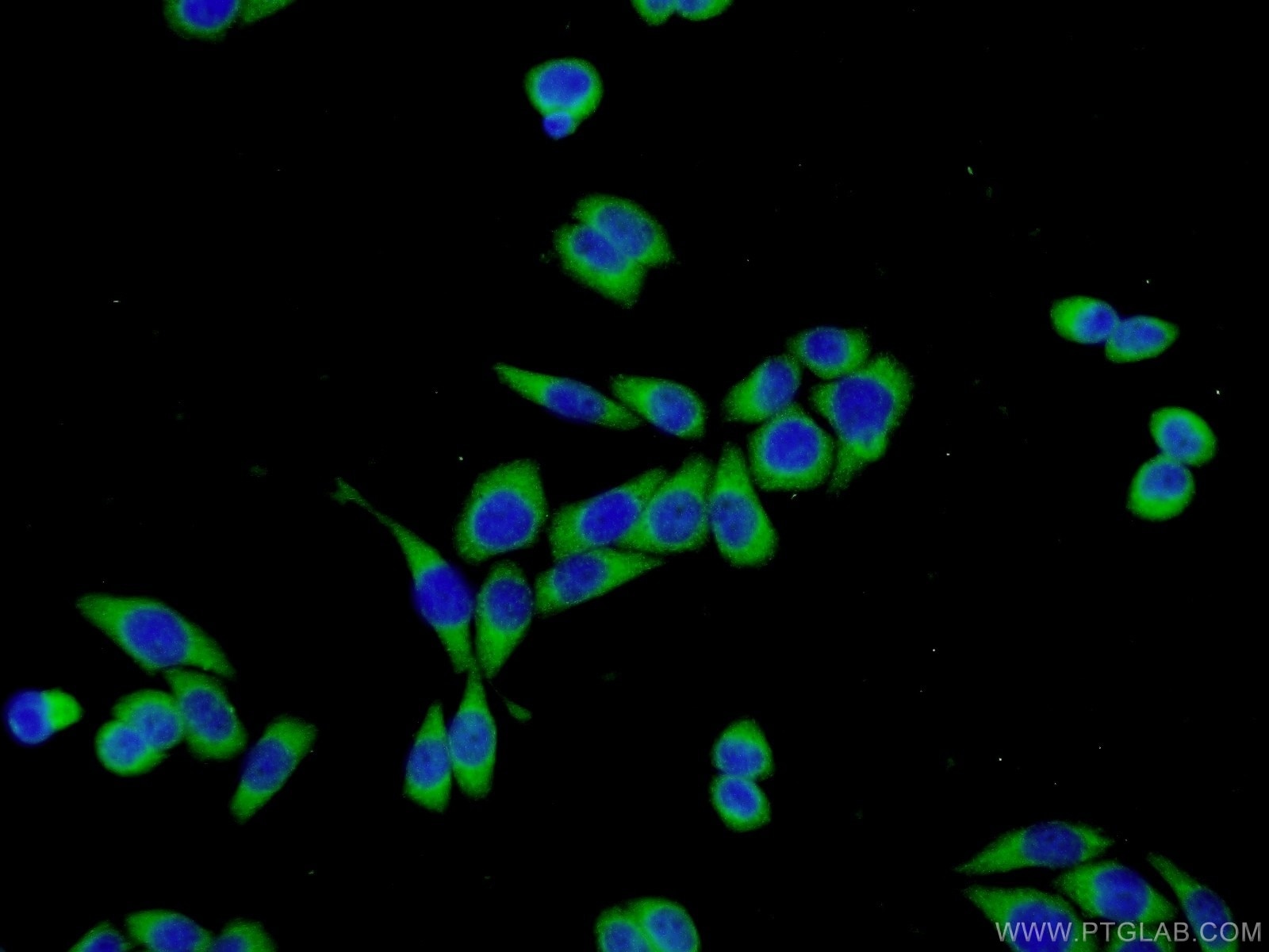 IF Staining of L02 using 11836-1-AP