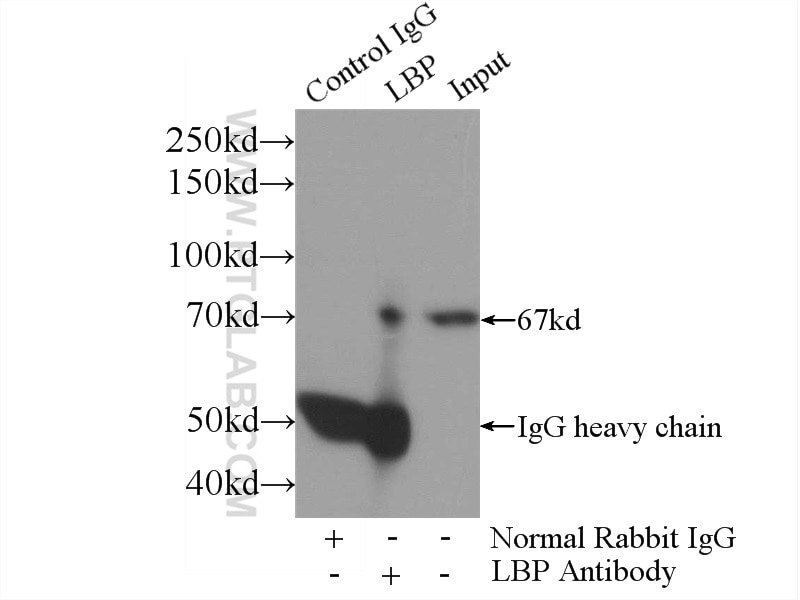 Immunoprecipitation (IP) experiment of mouse liver tissue using LBP Polyclonal antibody (11836-1-AP)