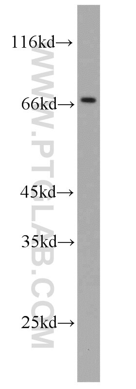 WB analysis of A549 using 11836-1-AP