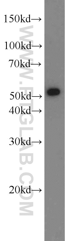 Western Blot (WB) analysis of mouse liver tissue using LBP Polyclonal antibody (23559-1-AP)