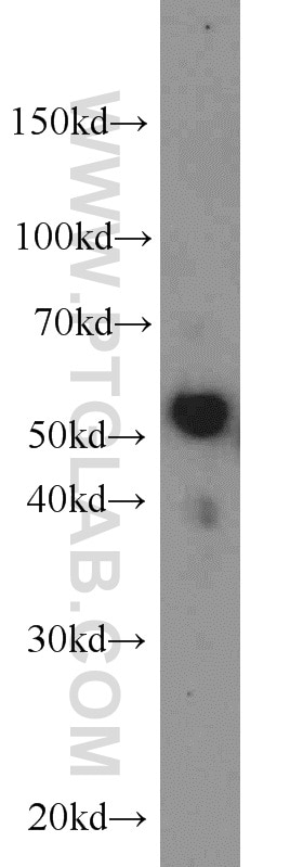 Western Blot (WB) analysis of mouse liver tissue using LBP Polyclonal antibody (23559-1-AP)