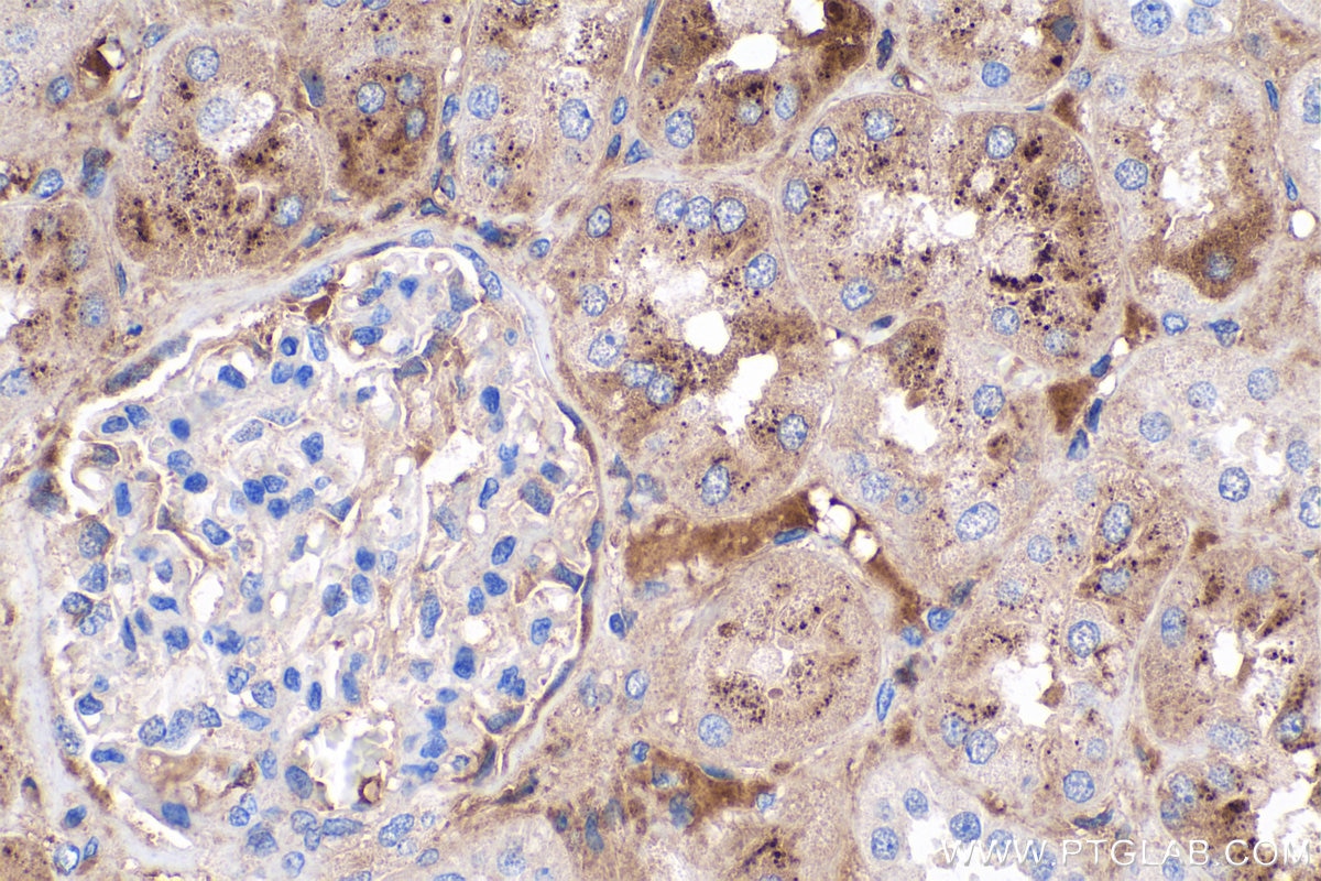 Immunohistochemistry (IHC) staining of human kidney tissue using LBP Monoclonal antibody (66181-1-Ig)