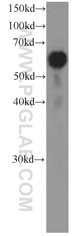 Western Blot (WB) analysis of Jurkat cells using LBP Monoclonal antibody (66181-1-Ig)