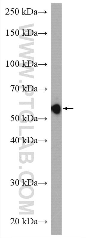 Western Blot (WB) analysis of C2C12 cells using LBR Polyclonal antibody (12398-1-AP)