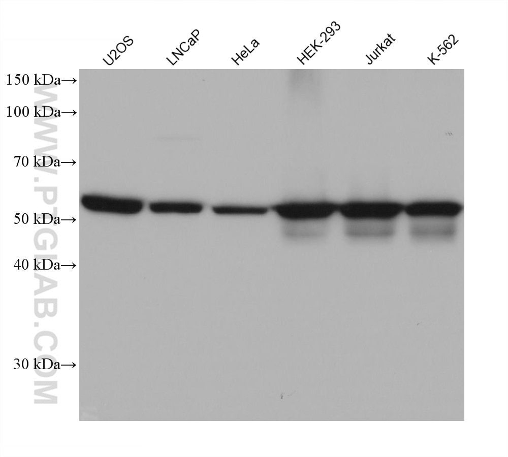 Western Blot (WB) analysis of various lysates using LBR Monoclonal antibody (68378-1-Ig)