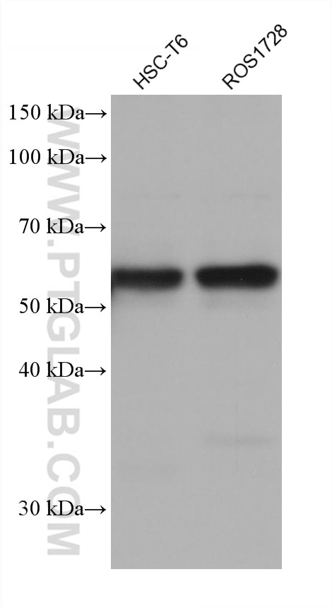 Western Blot (WB) analysis of various lysates using LBR Monoclonal antibody (68378-1-Ig)