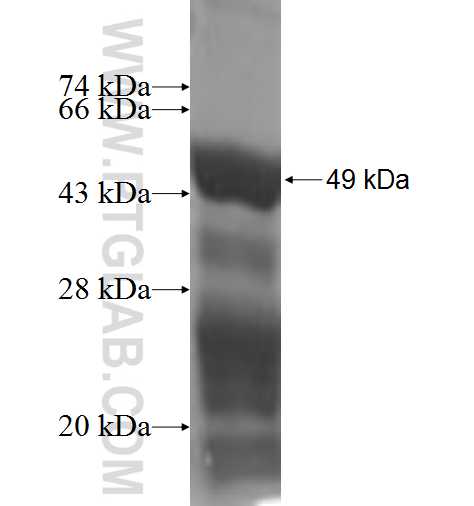 LBR fusion protein Ag3088 SDS-PAGE