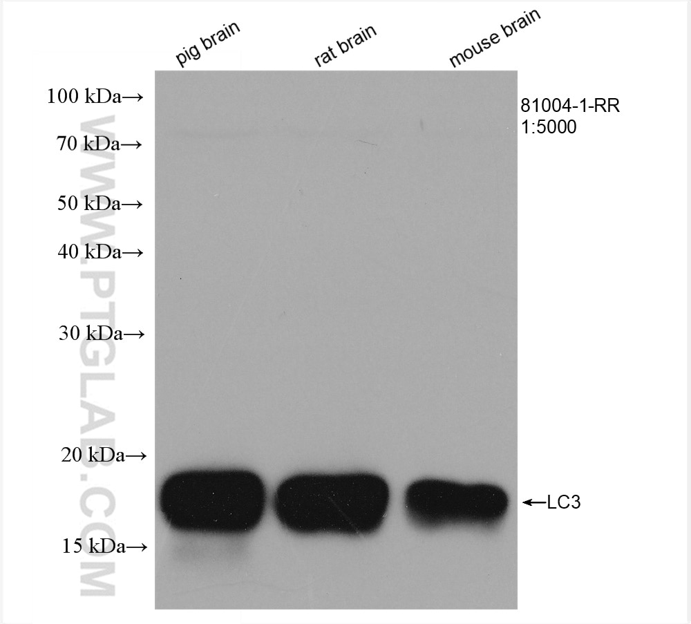 Western Blot (WB) analysis of various lysates using LC3 Recombinant antibody (81004-1-RR)