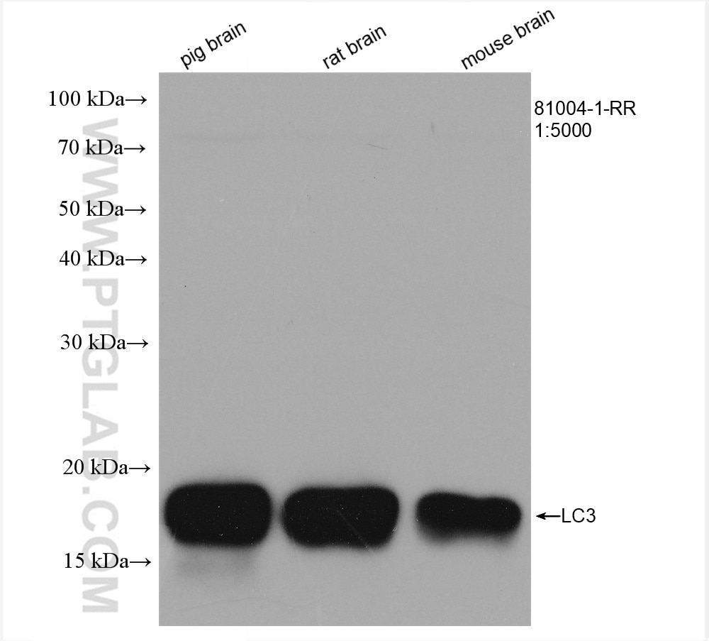 WB analysis using 81004-1-RR