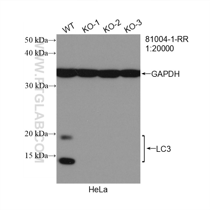 Western Blot (WB) analysis of HeLa cells using LC3 Recombinant antibody (81004-1-RR)