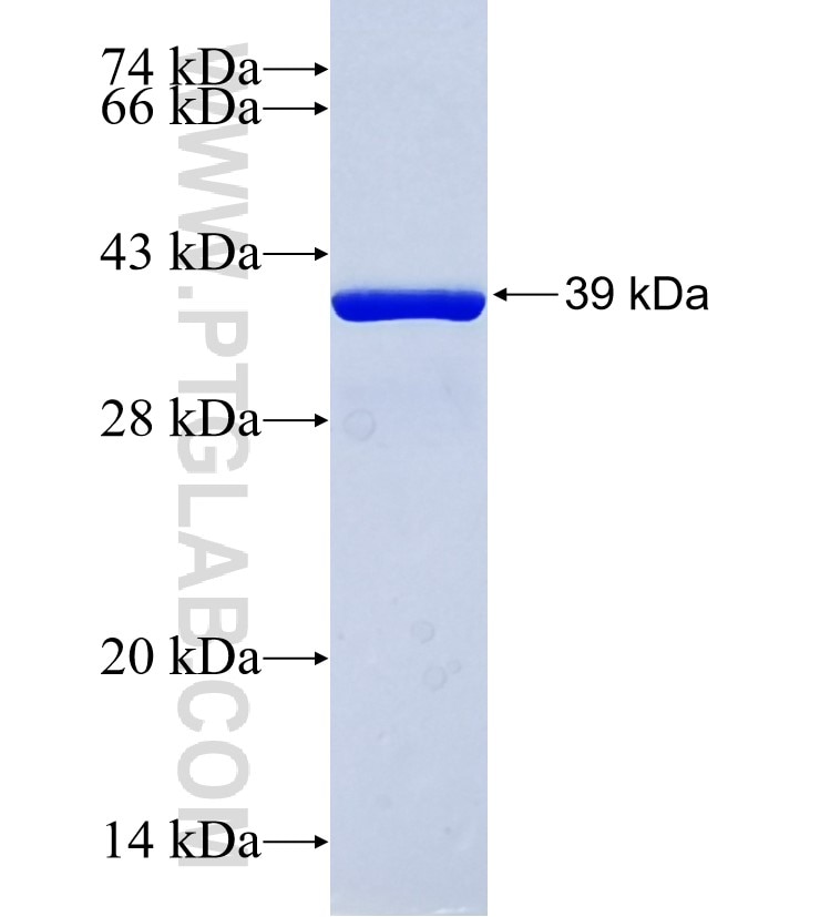 LC3 fusion protein Ag6144 SDS-PAGE