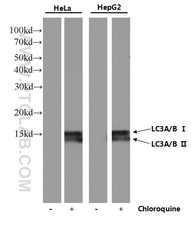 LC3A/B Monoclonal antibody