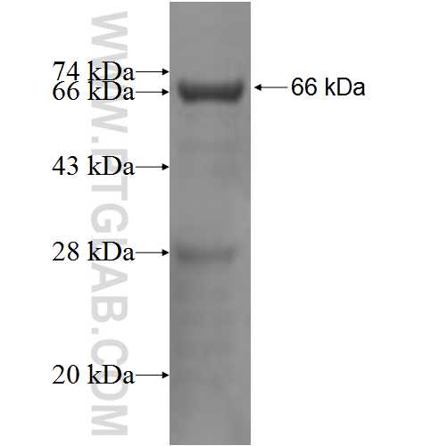 LCA5 fusion protein Ag5082 SDS-PAGE