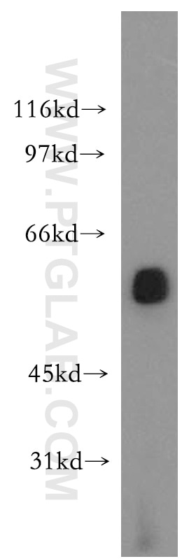 Western Blot (WB) analysis of mouse testis tissue using LCAT Polyclonal antibody (12243-1-AP)