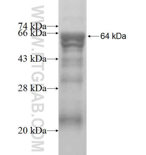 LCAT fusion protein Ag2887 SDS-PAGE