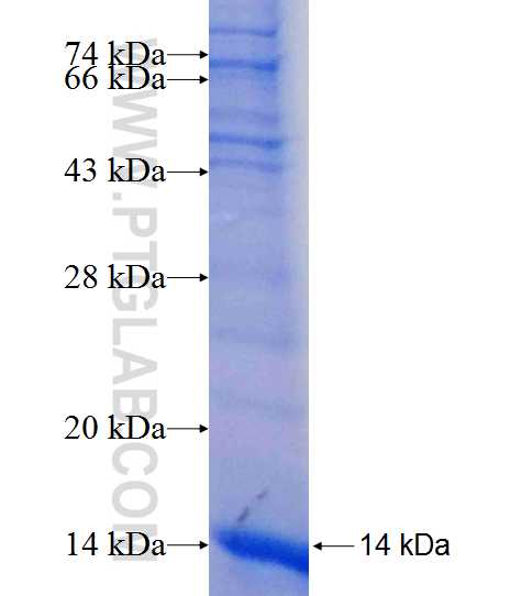 LCE2B fusion protein Ag20213 SDS-PAGE