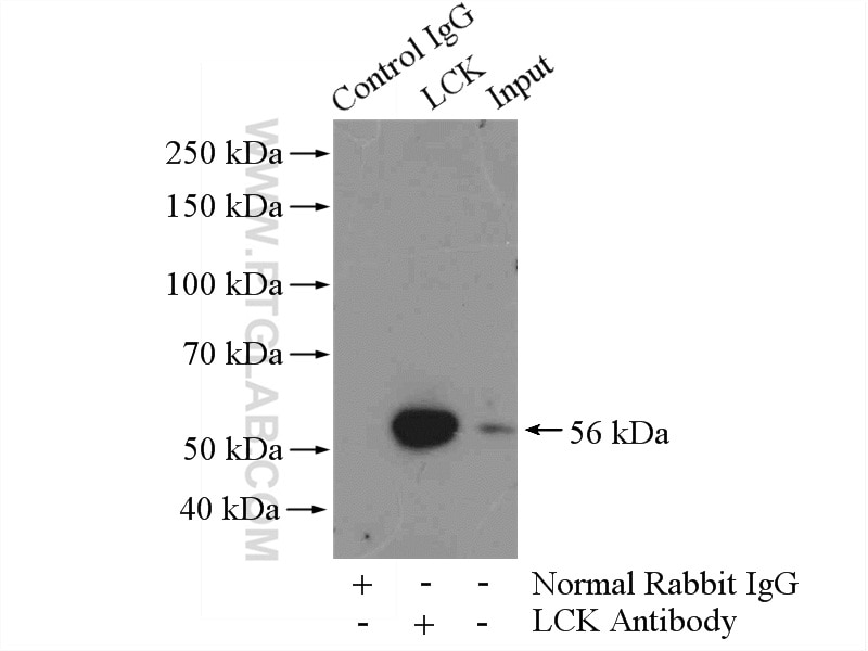 Immunoprecipitation (IP) experiment of Jurkat cells using LCK Polyclonal antibody (12477-1-AP)