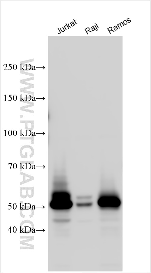 Western Blot (WB) analysis of various lysates using LCK Polyclonal antibody (12477-1-AP)