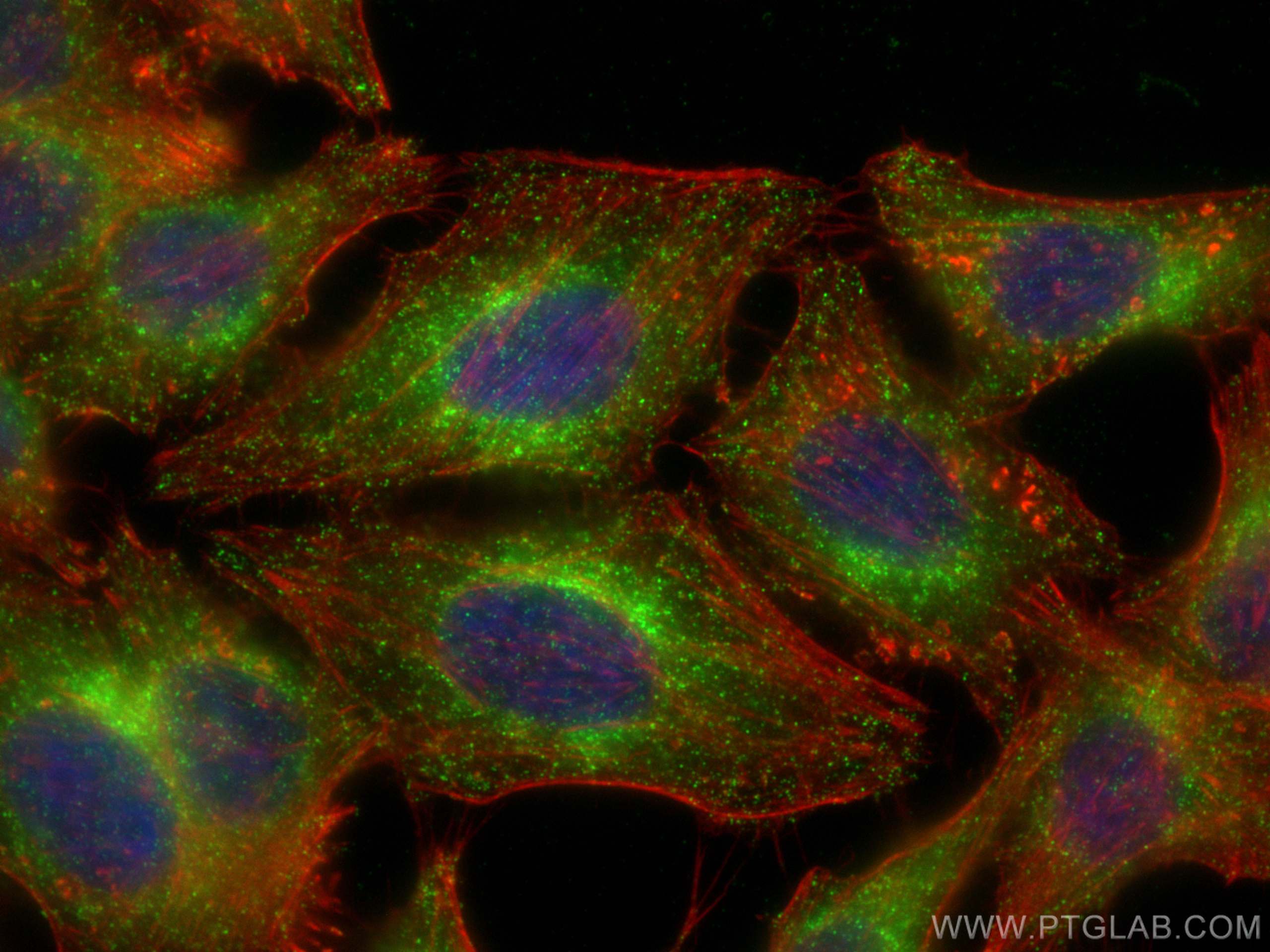 Immunofluorescence (IF) / fluorescent staining of HepG2 cells using LCK Monoclonal antibody (60162-1-Ig)