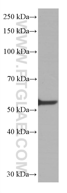 Western Blot (WB) analysis of Ramos cells using LCK Monoclonal antibody (60162-1-Ig)