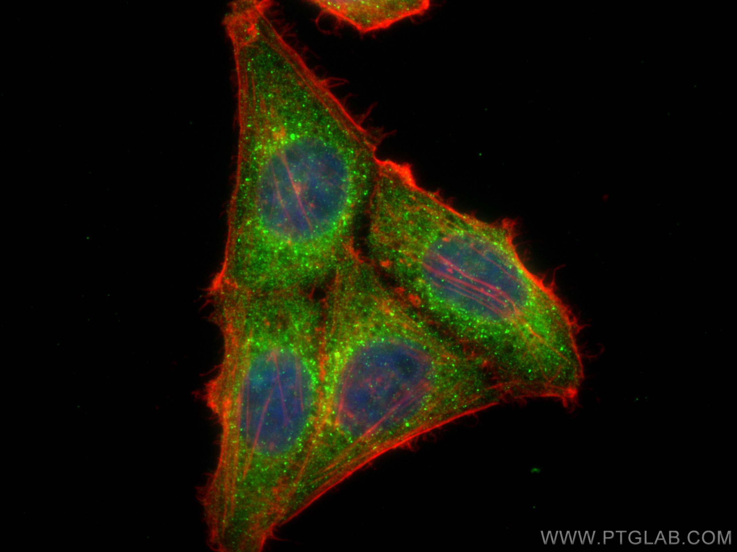 Immunofluorescence (IF) / fluorescent staining of HepG2 cells using CoraLite® Plus 488-conjugated LCK Monoclonal antib (CL488-60162)