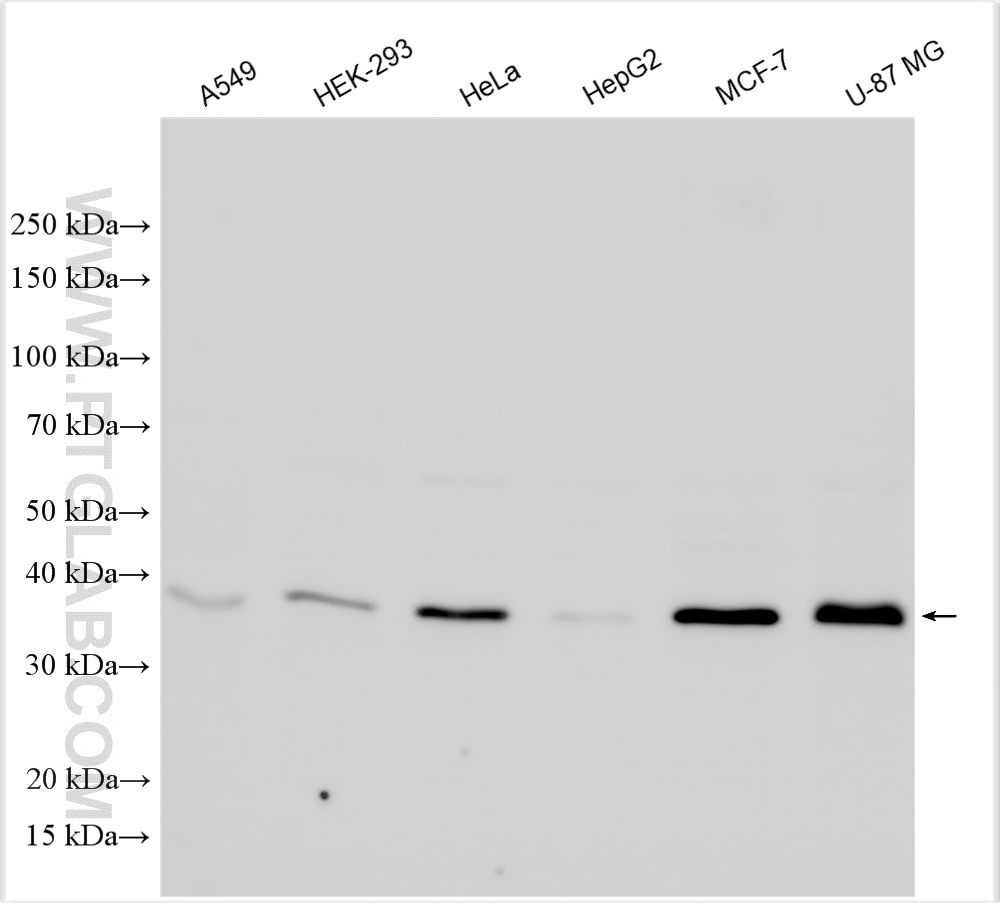 Western Blot (WB) analysis of various lysates using LCMT1 Polyclonal antibody (30222-1-AP)