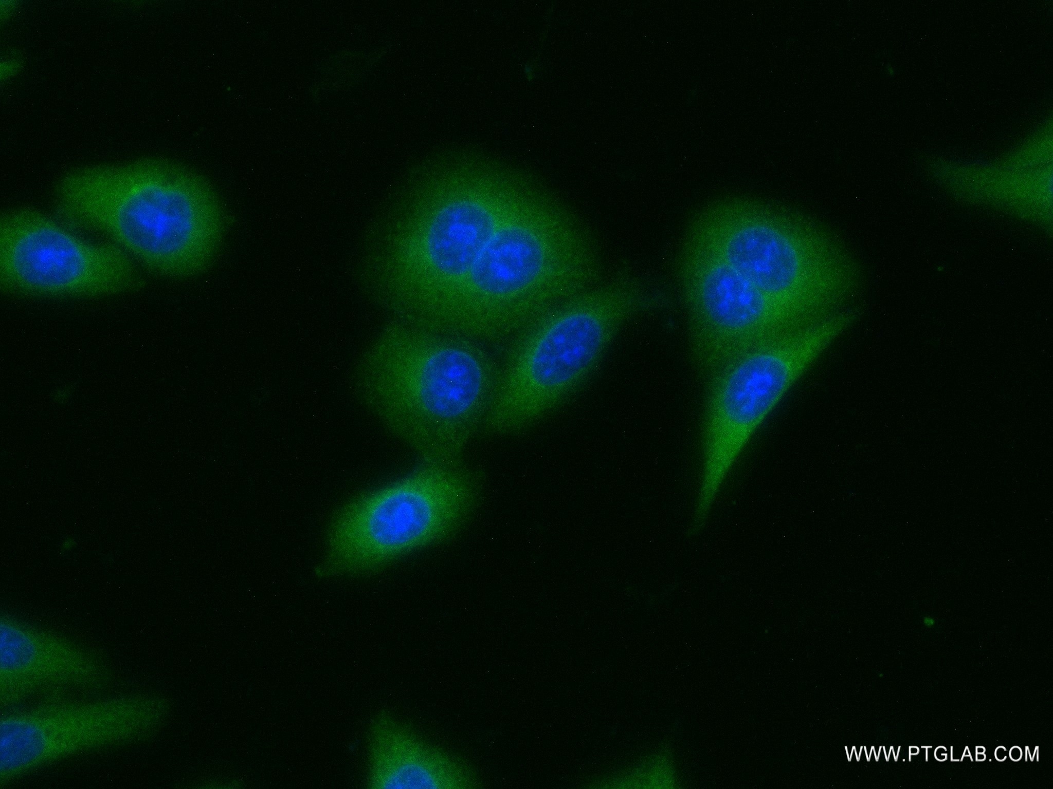 Immunofluorescence (IF) / fluorescent staining of HepG2 cells using LCMT2 Recombinant antibody (83073-2-RR)