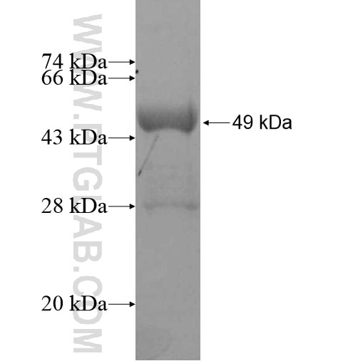LCN1 fusion protein Ag12270 SDS-PAGE