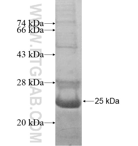 LCN1 fusion protein Ag12458 SDS-PAGE