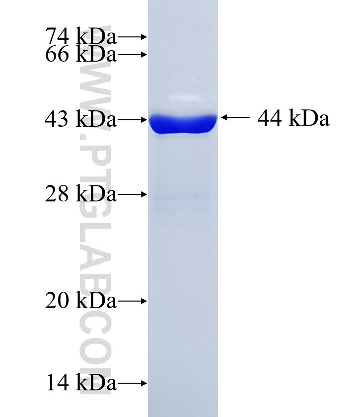 LCN15 fusion protein Ag11908 SDS-PAGE