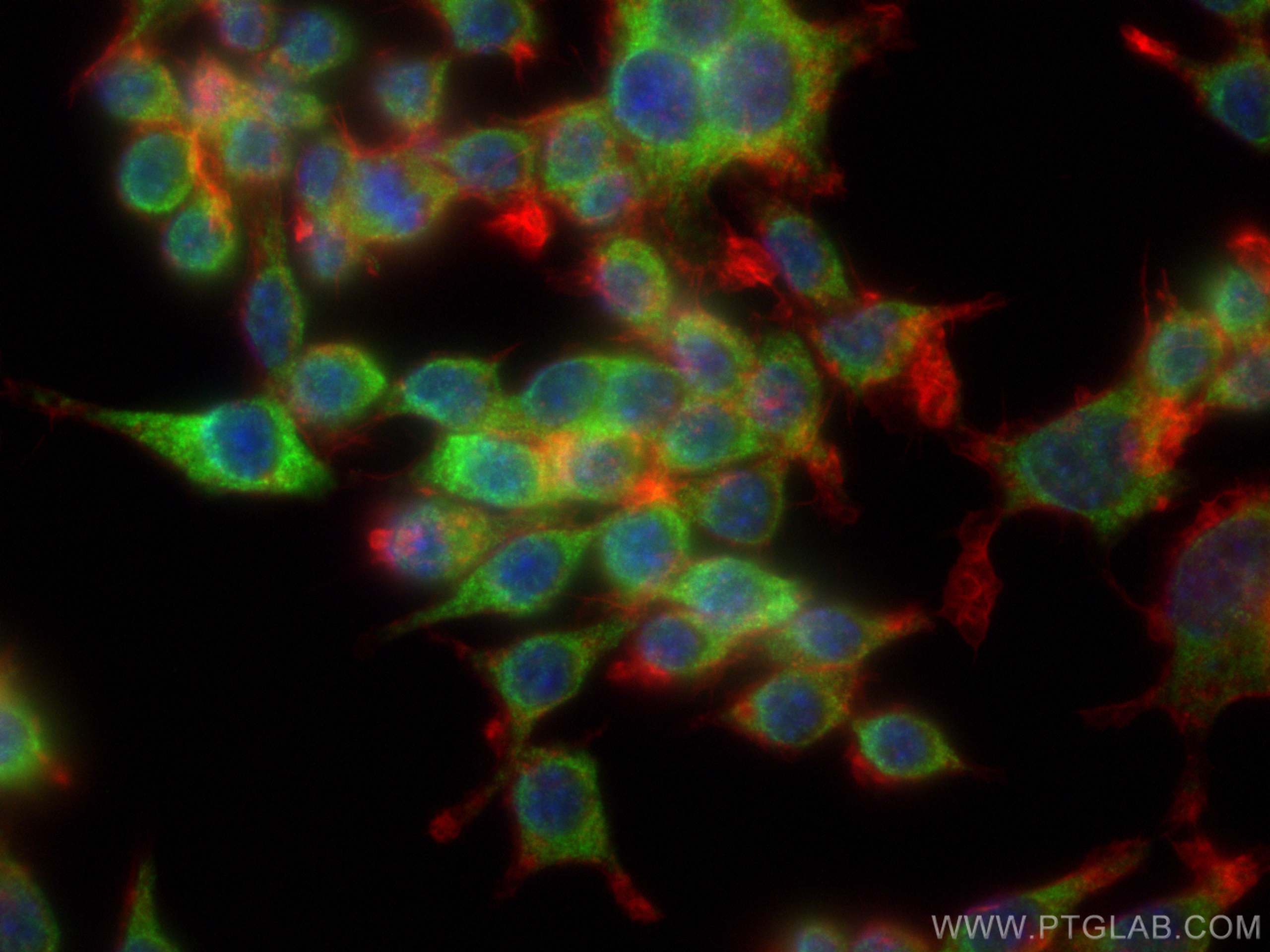 Immunofluorescence (IF) / fluorescent staining of RAW 264.7 cells using LCN2 Polyclonal antibody (26991-1-AP)