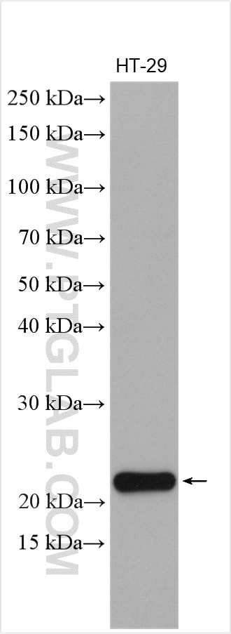 WB analysis using 26991-1-AP