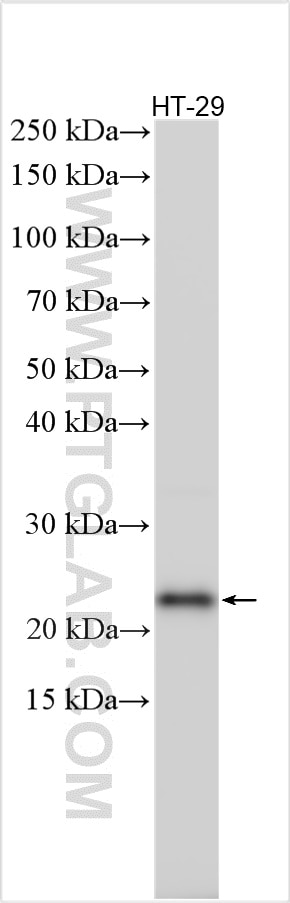 WB analysis using 30700-1-AP