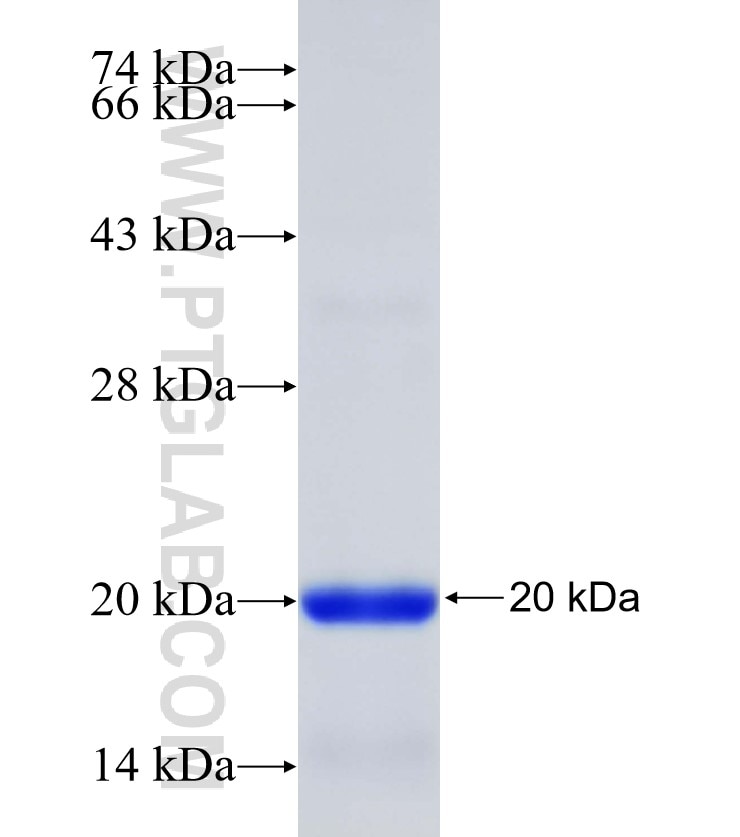 LCN2 fusion protein Ag25728 SDS-PAGE