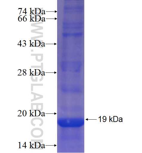LCN8 fusion protein Ag23250 SDS-PAGE
