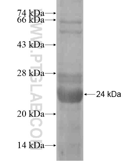 LCN9 fusion protein Ag20205 SDS-PAGE
