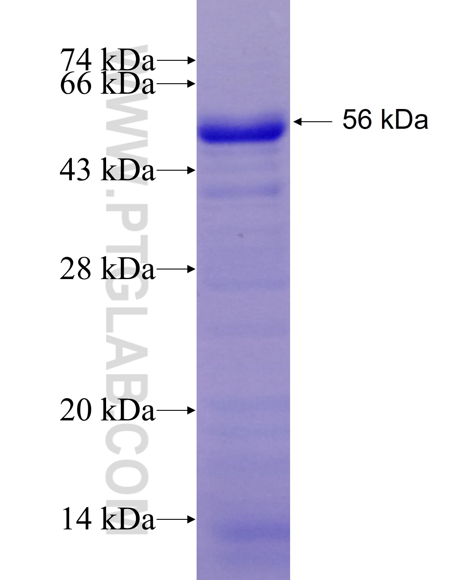 LCOR fusion protein Ag6087 SDS-PAGE