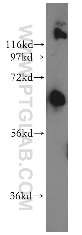 Western Blot (WB) analysis of mouse testis tissue using LCORL Polyclonal antibody (17468-1-AP)