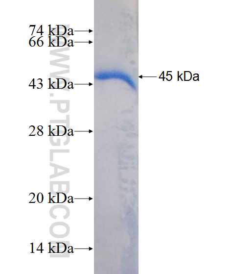 LCORL fusion protein Ag11344 SDS-PAGE