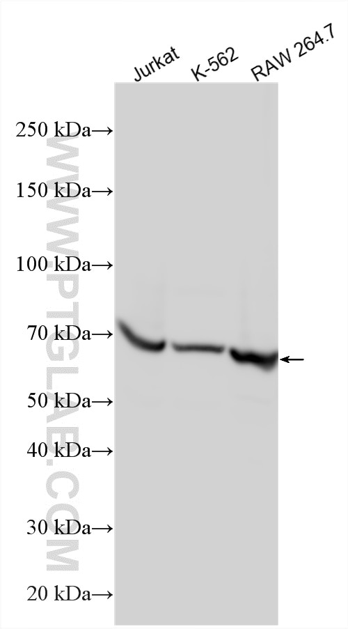 Western Blot (WB) analysis of various lysates using L-Plastin Polyclonal antibody (13025-1-AP)