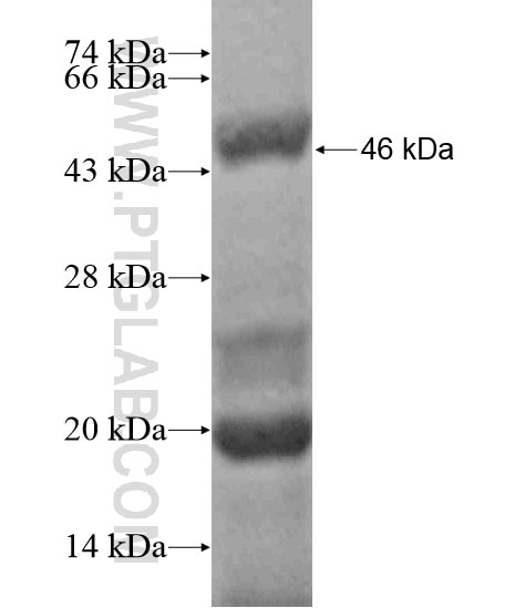 LCP1 fusion protein Ag19253 SDS-PAGE