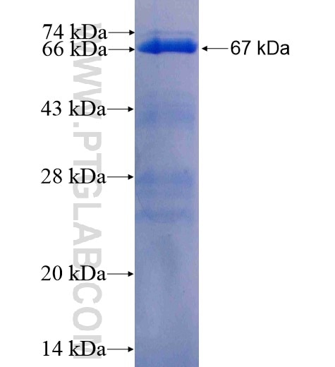 LCP2 fusion protein Ag3432 SDS-PAGE