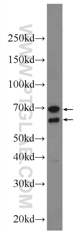 Western Blot (WB) analysis of MCF-7 cells using LCTL Polyclonal antibody (24589-1-AP)