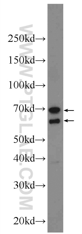 Western Blot (WB) analysis of MCF-7 cells using LCTL Polyclonal antibody (24589-1-AP)