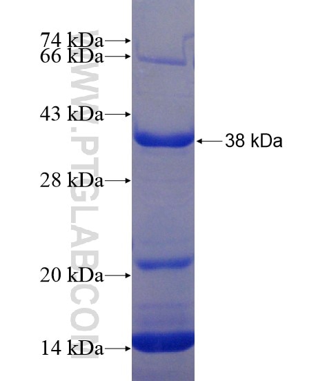 LCTL fusion protein Ag20220 SDS-PAGE