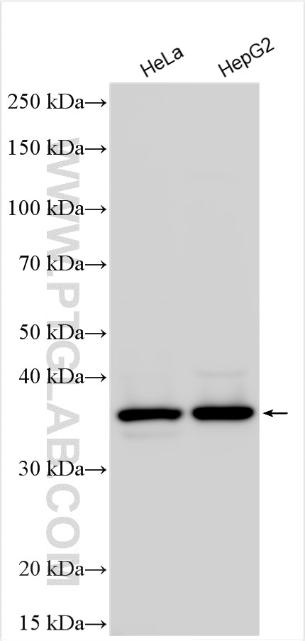 Western Blot (WB) analysis of various lysates using LDAH Polyclonal antibody (31714-1-AP)