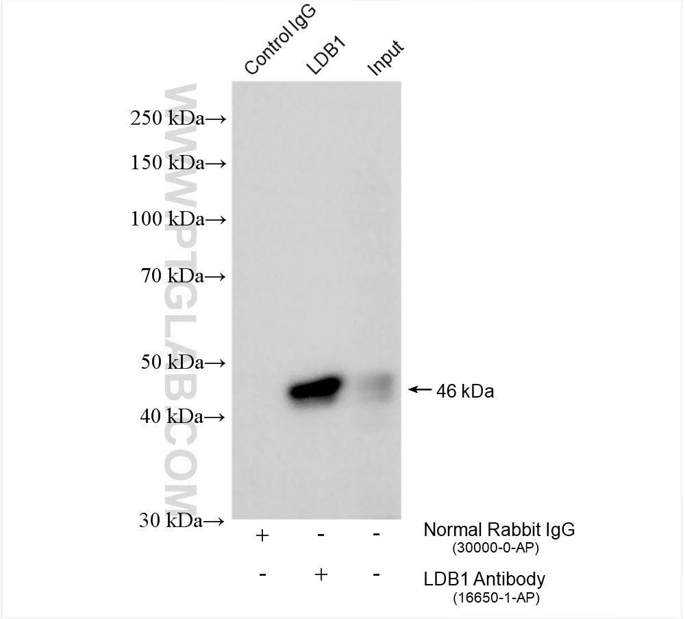 Immunoprecipitation (IP) experiment of MCF-7 cells using LDB1 Polyclonal antibody (16650-1-AP)