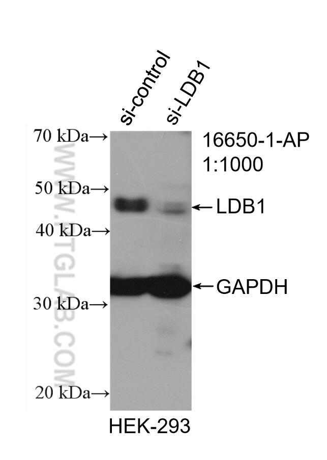 Western Blot (WB) analysis of HEK-293 cells using LDB1 Polyclonal antibody (16650-1-AP)